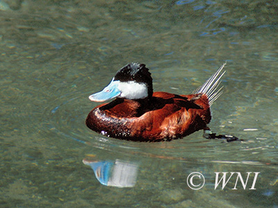 Ruddy Duck (Oxyura jamaicensis)